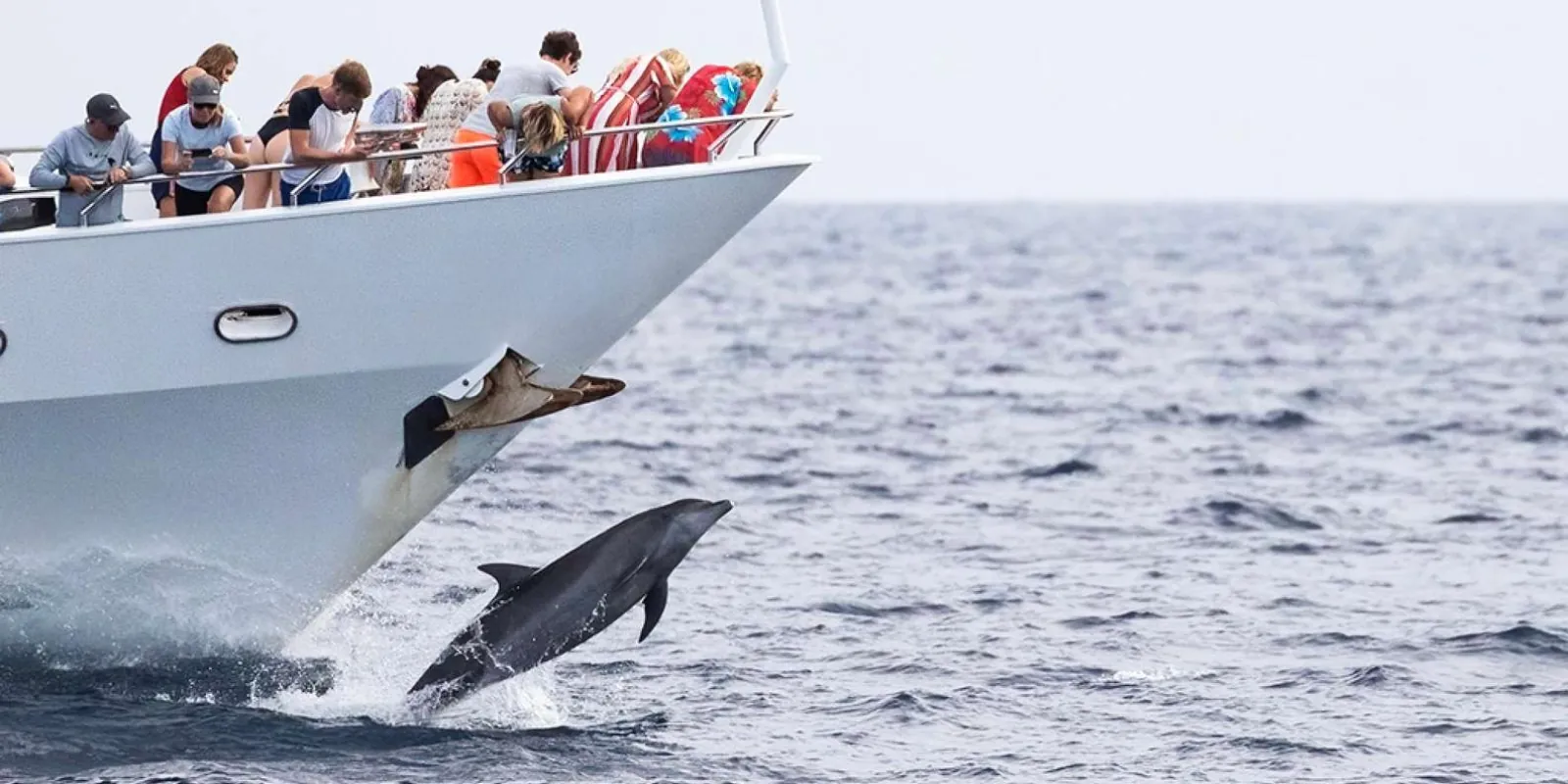 Dolphins riding the bow wave of the Miss Ann on the crossing to Klein Curacao