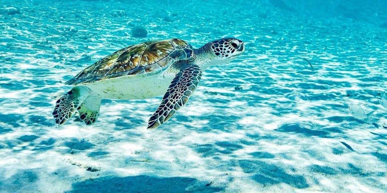 A green sea turtle over the sand in the shallows off Klein Curacao