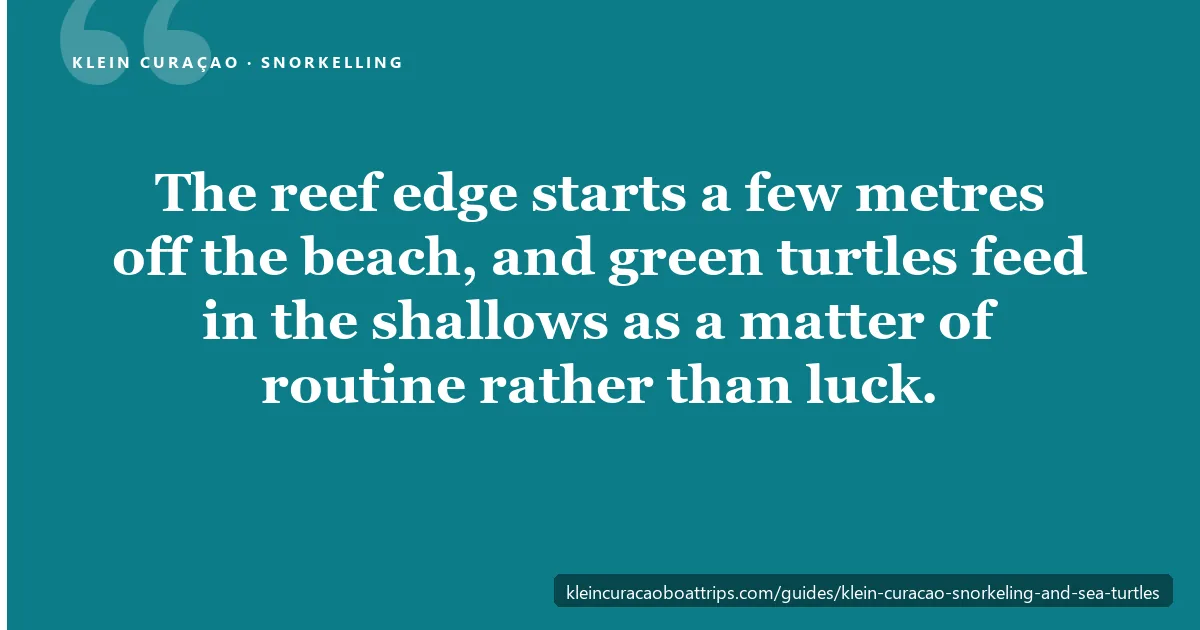 Klein Curaçao snorkelling: the reef edge starts a few metres off the beach and green turtles feed in the shallows